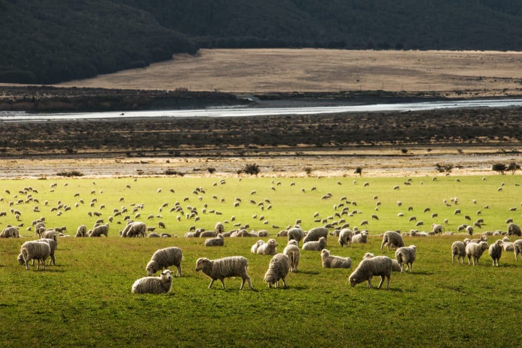 ovce na Novom Zelandu