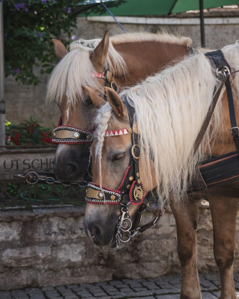 Konji i kočija u Hallstattu