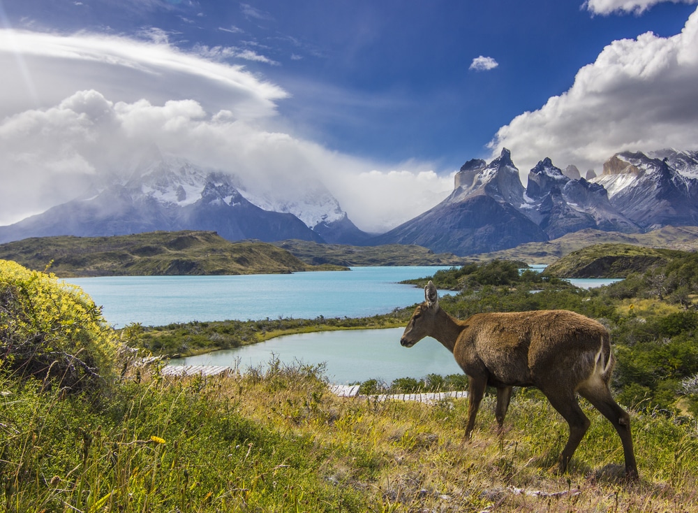 Patagonski jelen