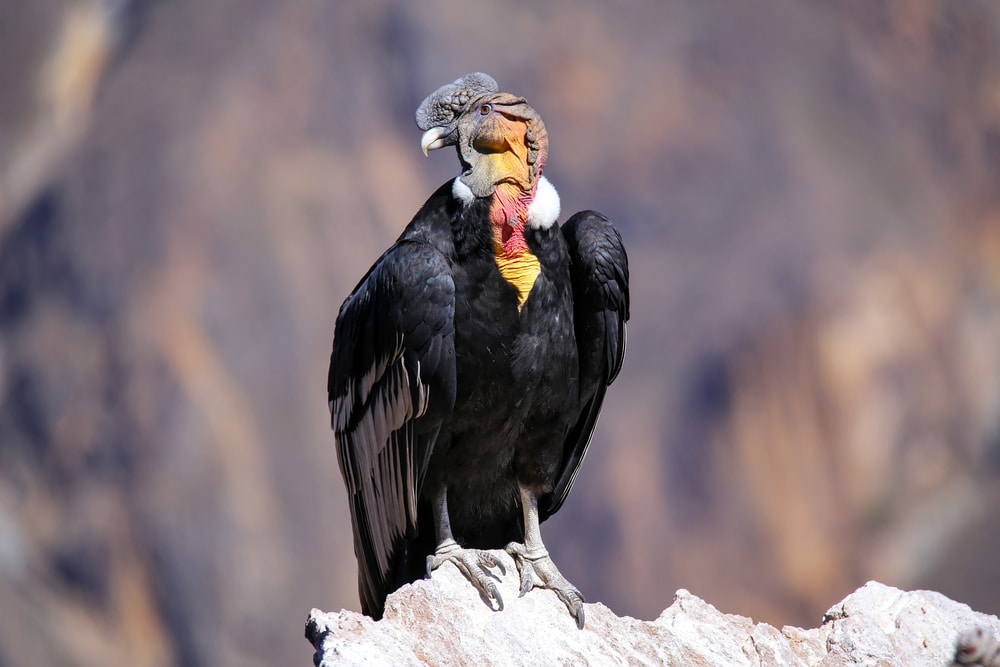 Andski kondor