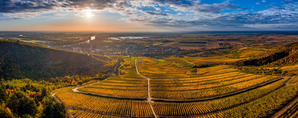 vinogradska regija