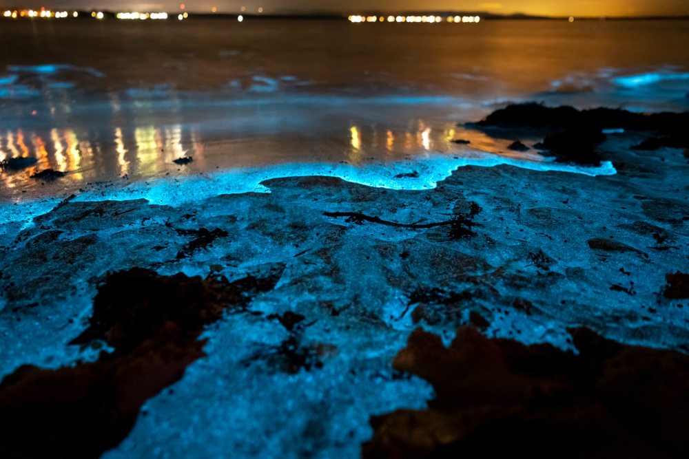 Istraživanje bioluminiscentnih plaža