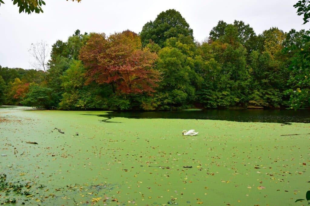 jezero u prospect parku, new york