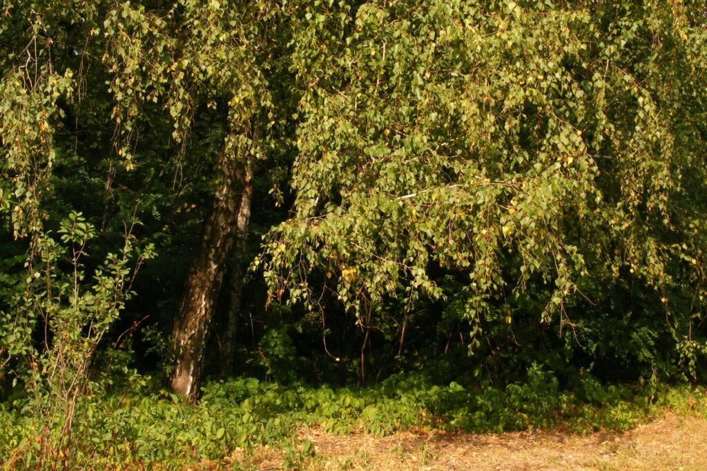 češka šuma